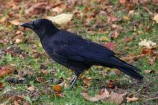 Rabe-23-10-09 017.jpg